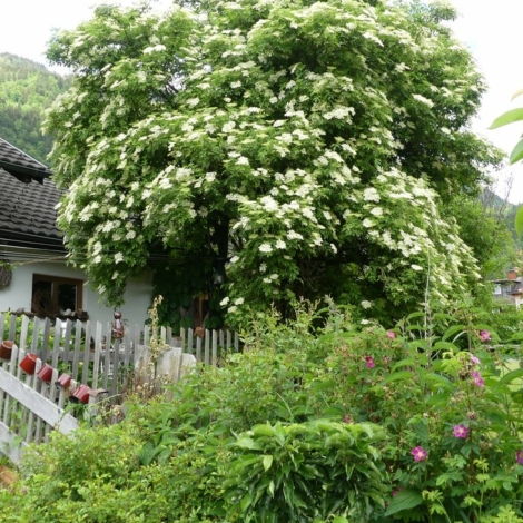 Dünser Alice, Bezau 2